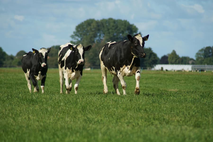 Dairy cows in a green pasture